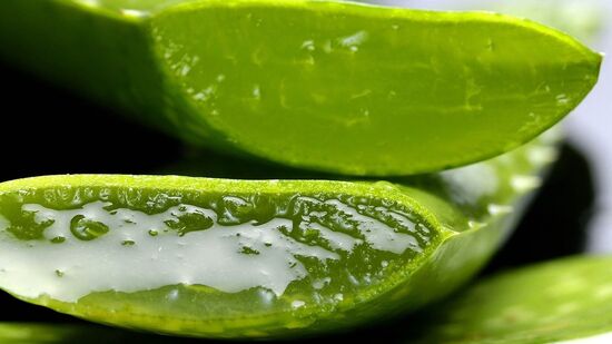 Aloe Vera Benefits : உச்சி முதல் பாதம் வரை; உடலுக்கு உள்ளே மற்றும் வெளியே பல பலன்கள்! கற்றாழையின் முழு நன்மைகள்!