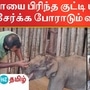 தாயை பிரிந்து தவிக்கும் குட்டி யானைகள் முதுமலை காப்பகத்தில் ஒப்படைக்கப்பட்டது.