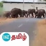 ஊருக்குள் புகுந்த காட்டு யானை கூட்டத்தால் போக்குவரத்து பாதிப்பு