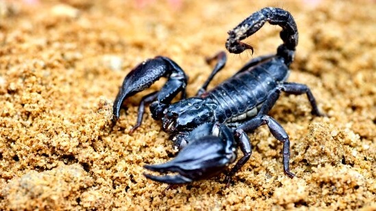 விருச்சிக ராசி: உங்கள் ராசிகள் நான்காவது வீட்டில் சனி பகவான் பின்னோக்கிய பயணத்தில் ஈடுபட போகின்றார். இதனால் பல்வேறு விதமான நன்மைகள் உங்களுக்கு கிடைக்கும். புதிய தொழில் தொடங்குவதற்கான வாய்ப்புகள் உண்டாக்கும். வியாபாரத்தில் நல்ல லாபம் கிடைக்கும். தொழிலில் நல்ல முன்னேற்றம் இருக்கும்.&nbsp;