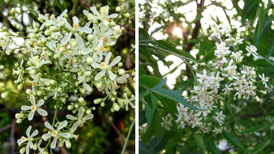 Neem Flower Sharbat : வேப்பம்பூவில் இப்படி ஒரு பானம் செய்து பருகுங்கள்; எத்தனை நன்மைகள் என்று பாருங்கள்! 