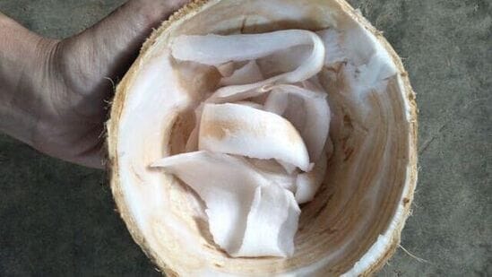ஆம், நீங்கள் வெறும் வயிற்றில் தேங்காய் கிரீம் சாப்பிடலாம், ஏனெனில் மலாய் ஆரோக்கியமான கொழுப்புகளின் சிறந்த மூலமாகும், இது இரத்த சர்க்கரை அளவை சீராக வைத்திருக்கவும், நாள் முழுவதும் ஆற்றலை வழங்கவும் உதவும்.
