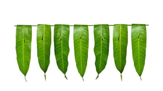 Unknown Benefits of Mango Leaves : வாயிலை அலங்கரிப்பதற்கு மட்டுமல்ல; மாவிலையில் எத்தனை நன்மைகள் உள்ளது பாருங்கள்! Unknown Benefits of Mango Leaves : வாயிலை அலங்கரிப்பதற்கு மட்டுமல்ல; மாவிலையில் எத்தனை நன்மைகள் உள்ளது பாருங்கள்!