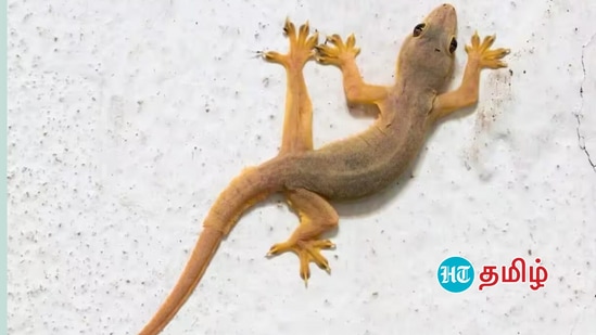 பல்லி விழும் பலன்கள்