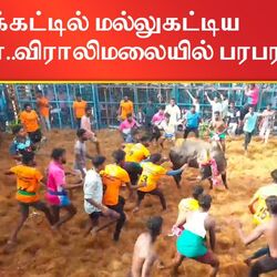விராலிமலை மெய்க்கண்ணுடையாள் கோயில் சித்திரை திருவிழாவையொட்டி ஜல்லிக்கட்டு போட்டி நடைபெற்றது.