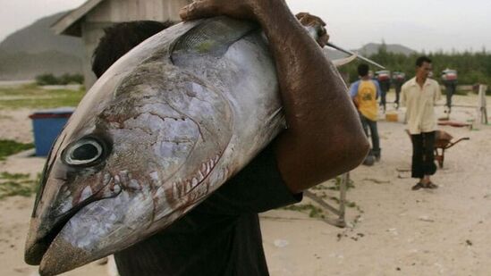 World Tuna Day 2024: ஒவ்வொரு ஆண்டும் மே 2 ஆம் தேதி உலக சூரை மீன்கள் (Tuna Fish) தினம் கடைபிடிக்கப்படுகிறது. ஏன் இந்த தினம் கடைபிடிக்கப்படுகிறது. சூரை மீன்கள் தினத்தின் முக்கியத்துவம் பற்றி இங்கு காண்போம்.