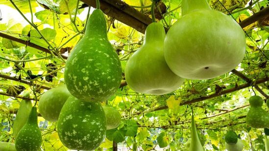 Benefits of Bottle Gourd : கோடையில் சுரைக்காய் சாப்பிடுவதால் உங்கள் உடலுக்கு கிடைக்கும் நன்மைகள் என்னவென்று தெரிந்துகொள்ளுங்கள்.