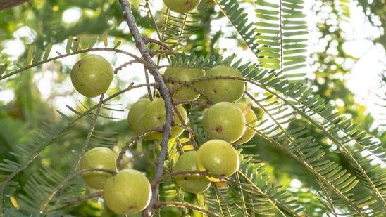 கொலஸ்ட்ரால் அளவைக் குறைக்கிறது: ஆம்லாவின் நார்ச்சத்து மற்றும் ஆக்ஸிஜனேற்றிகள் இரவில் கொழுப்பின் அளவைக் குறைத்து இதயப் பிரச்சனைகளைத் தடுக்கின்றன.