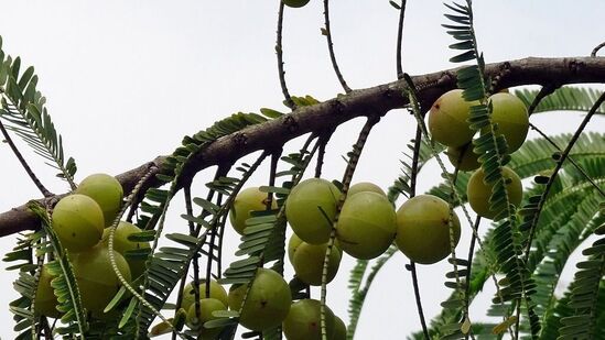 சரும ஆரோக்கியத்தை மேம்படுத்துகிறது: நெல்லிக்காயில் உள்ள ஆன்டி-ஆக்ஸிடன்ட்கள் நமது சருமத்தை சுற்றுச்சூழல் மாசுபாட்டிலிருந்து பாதுகாக்கிறது. நெல்லிக்காயை தொடர்ந்து சாப்பிட்டு வந்தால், சருமம் பொலிவாகவும் இளமையாகவும் மாறும்.