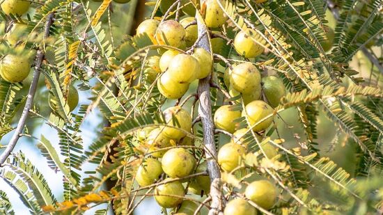 இரத்த சர்க்கரை அளவை ஒழுங்குபடுத்துகிறது: அம்லாவில் உள்ள பாலிபினால்கள் மற்றும் ஃபிளாவனாய்டுகள் போன்ற கலவைகள் இரத்த சர்க்கரை அளவைக் கட்டுப்படுத்த உதவுகின்றன. நெல்லிக்காயை தொடர்ந்து உட்கொள்வது நீரிழிவு நோயைக் கட்டுப்படுத்த உதவுகிறது.