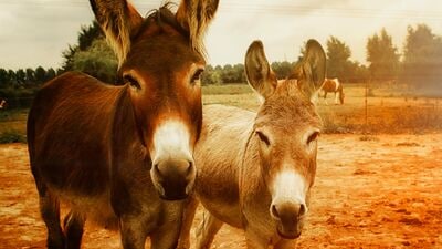World Donkey Day : பாரம் தூக்கி வேலை செய்தாலும் கழுதைகள் மிகவும் குறைவாக தான் சாப்பிடும்‌. புல் தாவரங்கள் அதிகமாக சாப்பிடும். ஆனால் இந்த பேப்பர் சாப்பிடுவதை எப்படி பழக்கினார்கள் என்பது குறித்து தகவல் இல்லை.