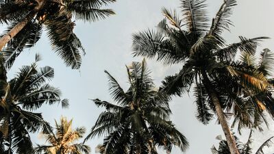 Coconut Tree : தமிழகத்தில் உயர் வெப்பம் மற்றும் வறட்சி காரணமாக லட்சக் கணக்கில் தென்னைமரங்கள் அழியும் அபாயம் ஏற்பட்டுள்ளது.