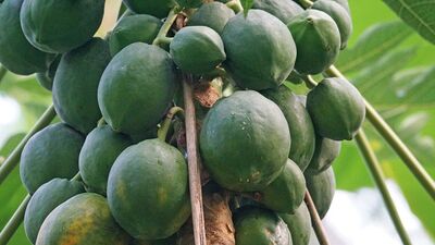 Benefits of Raw Papaya : இதை எப்படி சாப்பிட்டாலும் சரிவிகித உணவுடன் மிதமான அளவு சாப்பிடவேண்டும். இதை சாப்பிடுவது சிலருக்கு ஒத்துக்கொள்ளாமல் போகும். எனவே அவர்கள் கவனமுடன் இதை எடுத்துக்கொள்ளவேண்டும்.