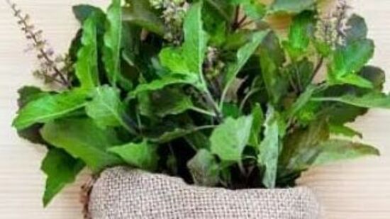 மூலிகைகளின் ராணி என்றும் அழைக்கப்படும் துளசி ஆயுர்வேதத்தில் ஒரு புனிதமான தாவரமாகும். அதன் குளிரூட்டும் பண்புகள் உடல் வெப்பநிலையைக் குறைக்கவும், வீக்கத்தைக் குறைக்கவும், நோய் எதிர்ப்பு சக்தியை அதிகரிக்கவும் உதவுகின்றன,