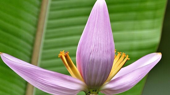 Benefits of Banana Flower : வாழைப்பூவில் எண்ணற்ற மருத்துவ குணங்கள் உள்ளது. இதில் பாஸ்பரஸ், கால்சியம், பொட்டாசியம், காப்பர், மெக்னீசியம் மற்றும் இரும்புச்சத்துக்கள் உள்ளன. பல்வேறு உடல் இயக்கங்களுக்கு இந்த சத்துக்கள் தேவை.