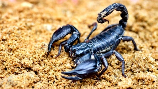 விருச்சிக ராசி: இயல்பிலேயே மர்மமான புத்திசாலித்தனம் கொண்டவர்கள் நீங்கள். அதனால் உங்களுக்கு பணத்திற்கு எந்த குறைவும் இருக்காது. வித்தியாசமாக எந்த விஷயத்தையும் அணுகக்கூடிய உங்களுக்கு குபேர பகவானின் ஆசிர்வாதம் எப்போதும் இருக்கும். முன்னேற்றத்தை பற்றி சிந்திக்கக்கூடிய நீங்கள் திட்டத்தை முழுமையாக முடித்துவிட்டு தான் அடுத்த காரியத்தை செய்வீர்கள். வாழ்க்கையில் எந்தவிதமான சுகத்திற்கும் உங்களுக்கு பஞ்சம் இருக்காது.&nbsp;