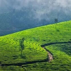 <p>மூணாறு: கடவுளின் சொந்த நிலத்தில் மற்றும் தமிழ்நாட்டை ஒட்டியுள்ள மூணார் அதன் அழகிய நிலப்பரப்பு, கனவான மலைத்தொடர்கள் மற்றும் தேயிலை தோட்டங்களின் பசுமை ஆகியவற்றிற்காக விரும்பப்படுகிறது. மூணாறிலிருந்து பார்க்க எளிதான இடமாகவும், பார்க்க பரிந்துரைக்கப்படும் இடமாகவும் கொள்ளுக்குமலை உள்ளது. <br>&nbsp;</p>