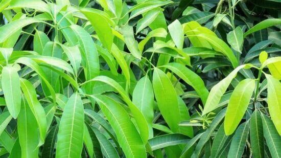 மகிழ்ச்சியும் வளமும் பெருக வேண்டுமா.. மா இலையைக் கொண்டு இந்த பரிகாரங்களை மட்டும் செய்து பாருங்க! மகிழ்ச்சியும் வளமும் பெருக வேண்டுமா.. மா இலையைக் கொண்டு இந்த பரிகாரங்களை மட்டும் செய்து பாருங்க!
