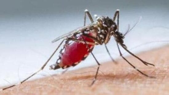 National Dengue Day 2024: கொசுக்களால் பரவும் நோய் பற்றிய விழிப்புணர்வை ஏற்படுத்துவதற்காக ஆண்டுதோறும் மே 16 தேசிய டெங்கு தினம் கடைபிடிக்கப்படுகிறது. காய்ச்சல், தலைவலி, குமட்டல், மூட்டு வலி மற்றும் சொறி ஆகியவை டெங்குவின் பொதுவான அறிகுறிகள். டெங்கு நோயால் பாதிக்கப்பட்ட ஒருவரை கடித்த பிறகு கொசு வைரஸை பெற்று, மற்றொரு நபரைக் கடிக்கும்போது டெங்கு ஏற்படுகிறது. டெங்கு காய்ச்சலுக்கு எதிராக நாம் எடுக்க வேண்டிய மிக முக்கியமான முன்னெச்சரிக்கை நடவடிக்கை, கொசு கடிக்காமல் தடுப்பதுதான்.&nbsp;