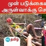 கோயில் திருவிழாவில் முள் படுக்கையில் படுத்து பூசாரி அருள்வாக்கு சொன்னார்.