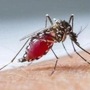 <p>National Dengue Day 2024: கொசுக்களால் பரவும் நோய் பற்றிய விழிப்புணர்வை ஏற்படுத்துவதற்காக ஆண்டுதோறும் மே 16 தேசிய டெங்கு தினம் கடைபிடிக்கப்படுகிறது. காய்ச்சல், தலைவலி, குமட்டல், மூட்டு வலி மற்றும் சொறி ஆகியவை டெங்குவின் பொதுவான அறிகுறிகள். டெங்கு நோயால் பாதிக்கப்பட்ட ஒருவரை கடித்த பிறகு கொசு வைரஸை பெற்று, மற்றொரு நபரைக் கடிக்கும்போது டெங்கு ஏற்படுகிறது. டெங்கு காய்ச்சலுக்கு எதிராக நாம் எடுக்க வேண்டிய மிக முக்கியமான முன்னெச்சரிக்கை நடவடிக்கை, கொசு கடிக்காமல் தடுப்பதுதான்.&nbsp;</p>