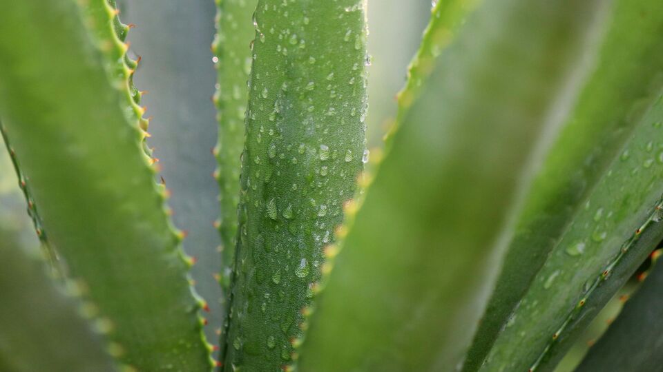 Benefits of Aloe Vera Juice : தினமும் கட்டாயம் உங்களுக்கு கற்றாழைச்சாறு! ஏன் என்று தெரிந்தால் விடமாடீர்கள்!