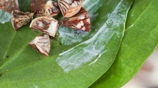 வெற்றிலையை மென்று சாப்பிடுவது பல் பிரச்னைகளை நீக்குகிறது, ஆனால் அவற்றை சாப்பிடுவதற்கு முன், வெற்றிலையில் புகையிலை, சுண்ணாம்பு போன்றவற்றை சேர்க்க வேண்டாம் என்பதை நினைவில் கொள்ளுங்கள். &nbsp;