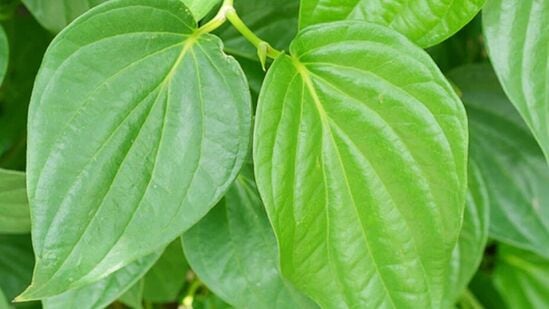 Benefits of Betel Leaves : மனஅழுத்தத்தை போக்குவது முதல் நீரிழிவு நோய் தடுப்பது வரை வெற்றிலையின் நன்மைகள் என்ன? 