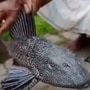 Fish with 4 eyes discovered: அசாமின் கரீம்கஞ்சில் 4 கண்களுடன் அரிய வகை மீன் கண்டுபிடிப்பு