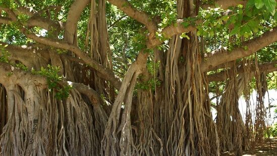 இந்த சந்தர்ப்பத்தில் ஆலமரம் வழிபடப்படுகிறது, ஆரத்தி செய்யப்படுகிறது. மரத்தில் &nbsp;மஞ்சள் குங்குமம் போட்டு மாம்பழம், பால், சர்க்கரை படைக்கப்படுகிறது. ஆலமரத்தில் நூலால் ஐந்து வலம் வர வேண்டும். இந்த மரம் தெய்வத்தின் அடையாளமாக கருதப்படுகிறது.&nbsp;