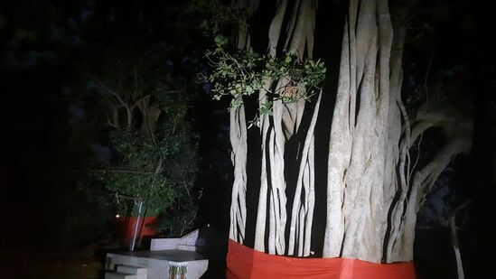 வாத சாவித்ரி விரதம் திருமணமான பெண்களுக்கு முக்கியமானதாக கருதப்படுகிறது. அன்றைய விரதம் குடும்பத்தில் மகிழ்ச்சியையும் &nbsp;, செழிப்பையும் தரும் &nbsp;. இந்த விரதம் ஜூன் 6 அன்று கொண்டாடப்படுகிறது. விரதம் கணவனுக்கு நீண்ட ஆயுளைத் தரும் என்று கூறப்படுகிறது.