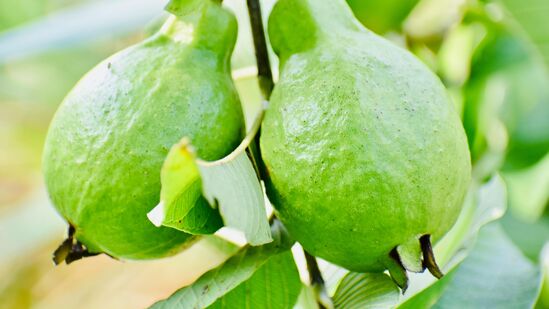 மன அழுத்த எதிர்ப்பு முகவராக செயல்படுகிறது