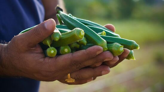 Benefits of Ladies Finger : வெண்டைக்காயை சாப்பிடுவதால் கணக்கு மட்டுமல்ல எத்தனை நன்மைகள் கிடைக்கிறது பாருங்க!