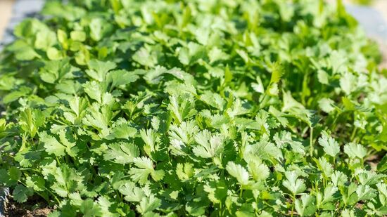 Benefits of Coriander Leaves : கண் பார்வையை கூராக்கி, மூளை ஆரோக்கியத்தை மேம்படுத்தும் மல்லித்தழையின் மகத்துவங்கள் என்ன? 