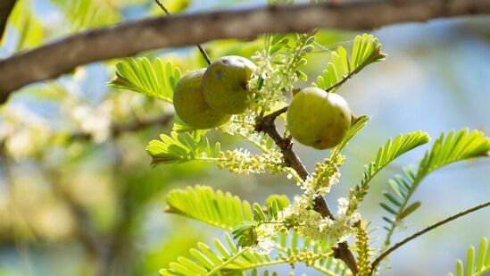 நெல்லிக்காய் மர நிழல் மங்களகரமானது. நெல்லி மரத்தின் நிழல் அல்லது காற்று மிகவும் மங்களகரமானதாக கருதப்படுகிறது. நெல்லி மரத்தின் நிழலிலோ அல்லது காற்றில் அமர்ந்தோ உடல் நலத்திற்கு நன்மை பயக்கும் என்பது நம்பிக்கை. (பொறுப்புத்துறப்பு: மேலே கொடுக்கப்பட்டுள்ள தகவல்கள் அனைத்தும் பொதுவான அடிப்படையில் உள்ளன. தெளிவாக தெரிந்து கொள்ள சரியான நிபுணரை அணுகி அறிந்து கொள்ளவும்.)