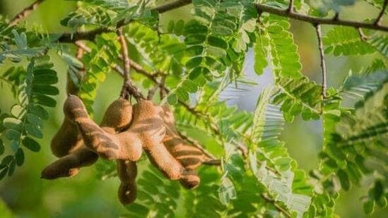 புளியமரம் : வாஸ்து படி வீட்டில் புளியமரம் இருக்க கூடாது. இது வீட்டில் பணம் தொடர்பான பிரச்சனையை ஏற்படுத்தும். எனவே புளியமரம் அருகில் உள்ள இடத்தில் வீட்டை கட்டாதீர்கள்.அது உங்களுக்கு தான் பிரச்சனையை ஏற்படுத்தும்.