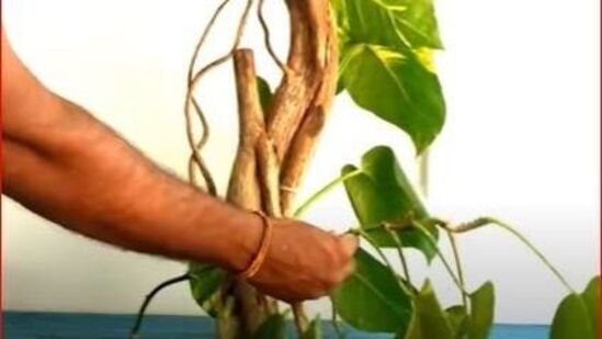 மணி பிளான்ட் செடியை நேரடியாக தரையில் வைப்பது வாஸ்துவில் ஏற்புடையது அல்ல. மணி பிளான்ட் செடியை ஒரு தொட்டியில் வைக்க வேண்டும் என்று கூறப்படுகிறது. வீட்டின் வடகிழக்கு மூலையில் இந்த மணி பிளான்ட் மரத்தை வைக்கக்கூடாது. விநாயகருக்கு கிழக்கு திசை ஏற்றது என்பதால், அந்த திசையில் மணி பிளான்ட்டை வைப்பது என்பது மங்களகரமானது என்று பல அறிஞர்கள் கூறுகின்றனர்.