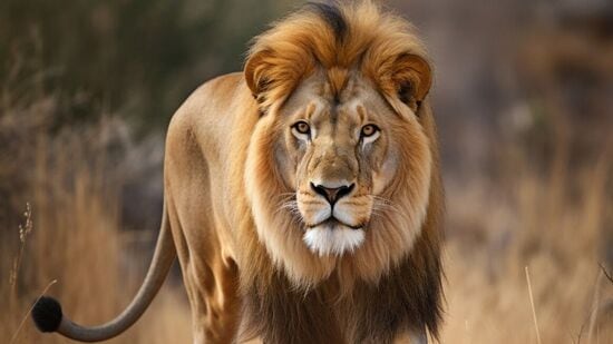 Leo Daily Horoscope : ஆற்றல் மிகுந்த நாள்! வாய்ப்புக்களையும் சவால்களையும் ஒன்றாகப் பாருங்கள்! சிம்மத்துக்கு இன்று எப்படி Leo Daily Horoscope : ஆற்றல் மிகுந்த நாள்! வாய்ப்புக்களையும் சவால்களையும் ஒன்றாகப் பாருங்கள்! சிம்மத்துக்கு இன்று எப்படி