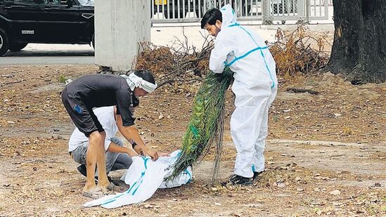 Peacocks died: டெல்லியில் உள்ள பாலம் விமானப்படை தளத்தில் கடந்த 4-ம் தேதி முதல் வெப்பம் காரணமாக 27 மயில்கள் சாவு. (HT Photo)