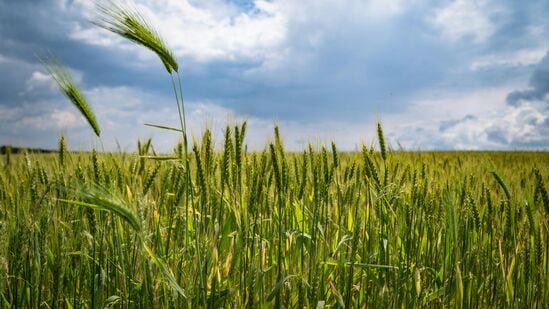 Global Warming : விவசாயிகளின் வாழ்வாதாரத்தை பாதிக்கும் பருவநிலை மாற்ற பிரச்னைகள் - ஆய்வில் அதிர்ச்சி!