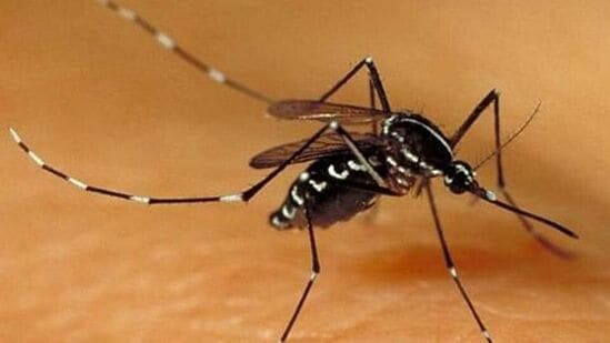 Zika Virus: புனேவில் மூன்றாவது நபருக்கு ஜிகா வைரஸ் - 13 மாதிரிகள் என்.ஐ.விக்கு சோதனைக்கு அனுப்பப்பட்டது!