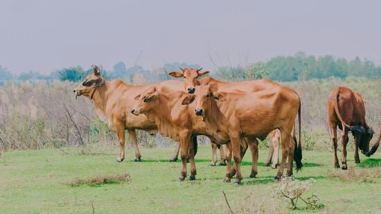 உலக சந்தை பால் உற்பத்தியில் தமிழ்நாட்டை முன்னோடி மாநிலமாக கொண்டு செல்ல படித்த இளைஞர்கள், பெண்கள், தொழில் முனைவோர்கள் பால் உற்பத்தியில் ஈடுபட வேண்டும். அவ்வாறு முன் வருவோர்க்கு பால்வளத்துறை உறுதுணையாக செயல்படும். பல்வேறு துறை சார்ந்த திட்டங்களின் மானியங்களை ஒருங்கிணைத்து குறிப்பாக தாட்கோ மூலமாக ஆதிதிராவிடர்களுக்கு திட்ட மதிப்பீட்டில் 30% அல்லது (ரூ.2,25,000) இதில் எது குறைவோ மானியமாக வழங்கப்படும். மேலும், பழங்குடியினருக்கு திட்ட மதிப்பீட்டில் 50% அல்லது (ரூ.3,75,000) இதில் எது குறைவோ மானியமாக வழங்கப்படும்.