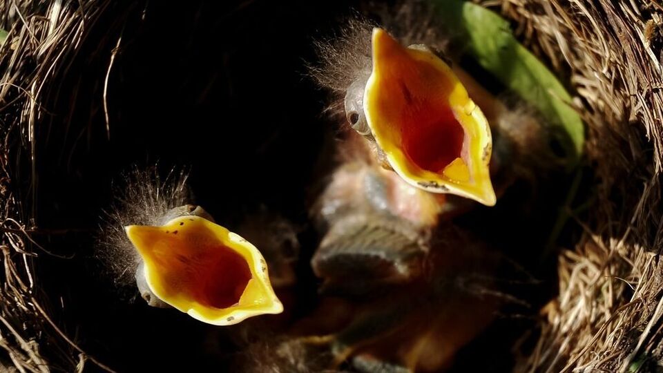 Hunger Issues : உலக பட்டினியைப் போக்க உள்ளூர் தீர்வுகள் அவசியம்! - அறிஞர்கள் அறிவுரை!