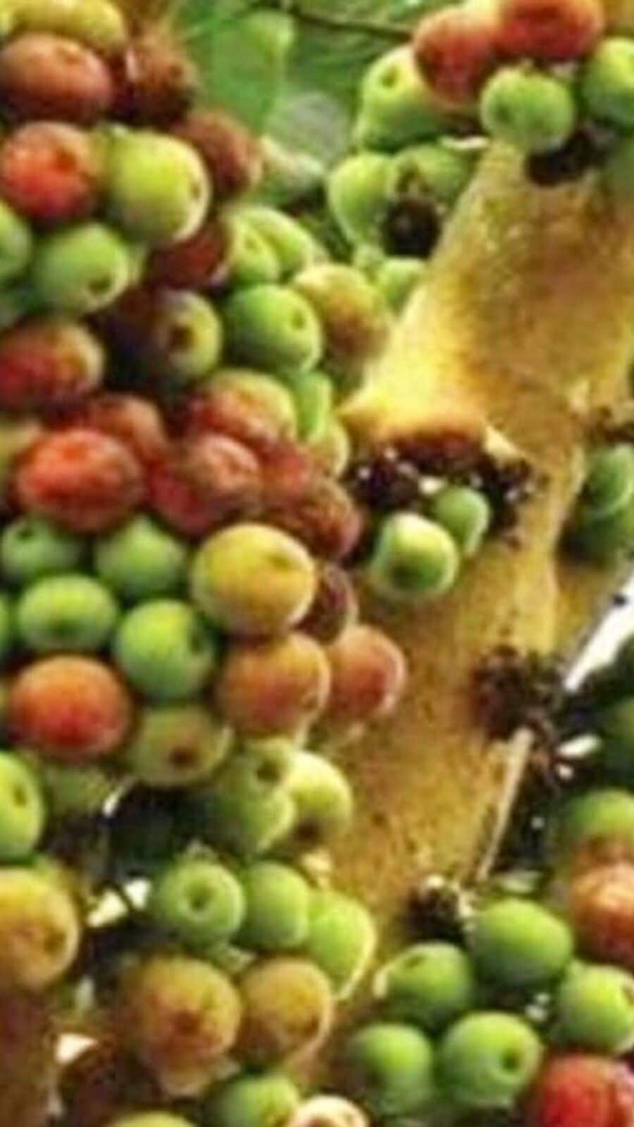 ஆன்மிக சக்தியும், மருத்துவ சக்தியும் ஒரு சேர இணைந்திருக்கும் அற்புத மரம்