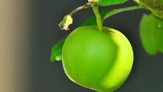 Benefits of Green Apple : உங்கள் குழந்தையின் மூளை ஷார்ப்பாக வேண்டுமா? எனில் அதற்கு கிரீன் ஆப்பிள் உதவுகிறது. மேலும் பல்வேறு நன்மைகளைத் தரும் கிரீன் ஆப்பிள்கள் குறித்து தெரிந்துகொள்ளுங்கள்.