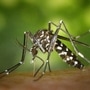 tiger-mosquito-mosqd