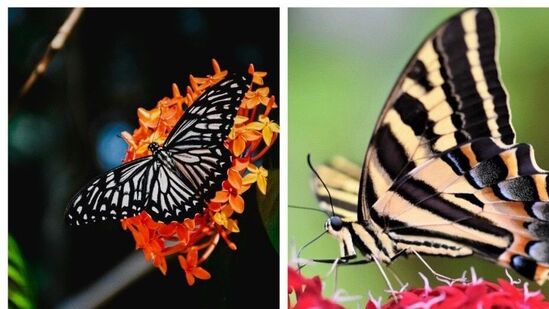 தோக்கதோக்க பூச்செடிகள் இட்லி பூ என்றும் சொல்வார்கள். வீட்டின் அழகை மேம்படுத்துகின்றன. அதில் ஒன்று தான் மேற்கிந்திய மல்லிகை. இது சிவப்பு, இளஞ்சிவப்பு, ஆரஞ்சு மற்றும் கிரீம் நிற கற்றைகளில் பூக்கும். அவற்றை உங்கள் தோட்டத்தில் வைப்பது பட்டாம்பூச்சிகளை ஈர்க்கும். &nbsp;