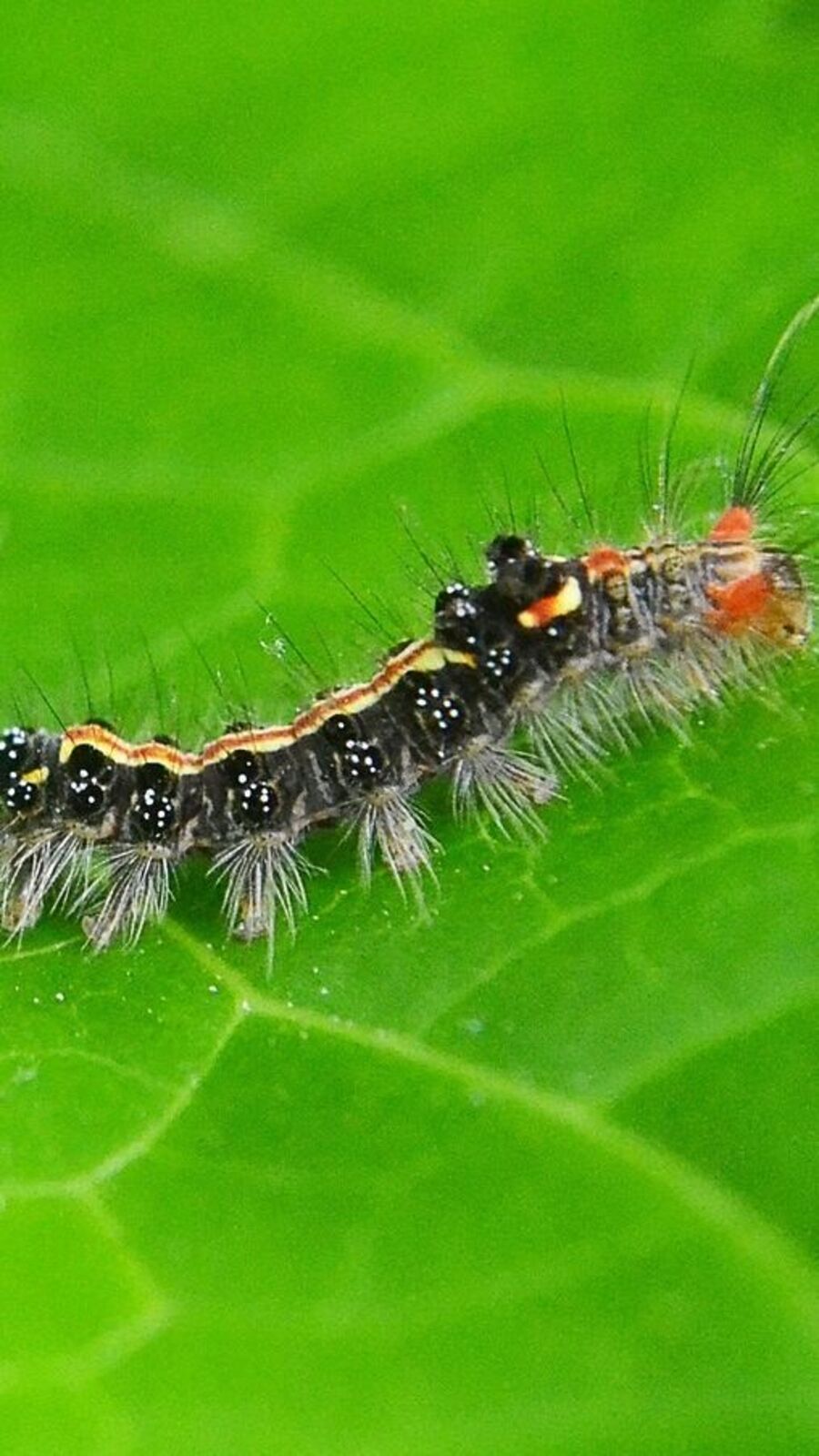 Pathteya Insect பூச்சிகள் பற்றிய வியக்க வைக்கும் சில தகவல்கள்!
