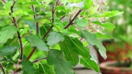 துளசி - ஷ்ராவண மாதத்தில் துளசி செடியை வீட்டில் நடுவது மிகவும் சிறப்பானது. பல சூழலியலாளர்கள் துளசி மரத்தை வீட்டின் வடக்குப் பகுதியில் நடுவது நல்லது என்று கூறுகின்றனர். மேலும் கிழக்கில் துளசி மரத்தை நடுவது மிகவும் சிறப்பானது. லட்சுமி கையைப் பிடித்தபடி வீட்டிற்குள் நுழைகிறாள், இந்த மரத்தின் கையைப் பிடித்தால் விஷ்ணுவின் அருளும் வருகிறது.