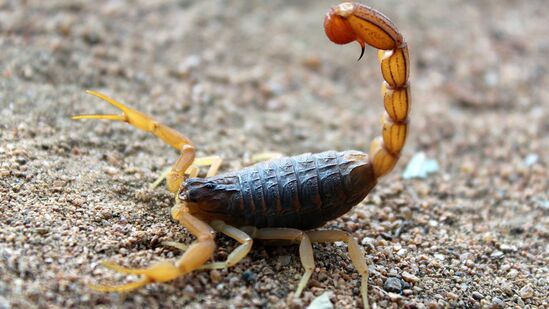 Scorpio Weekly Horoscope : நல்ல காதல் மற்றும் அலுவலக வாழ்க்கை சாத்தியம்! விருச்சிக ராசிக்காரர்களுக்கு இந்த வாரம் எப்படி Scorpio Weekly Horoscope : நல்ல காதல் மற்றும் அலுவலக வாழ்க்கை சாத்தியம்! விருச்சிக ராசிக்காரர்களுக்கு இந்த வாரம் எப்படி
